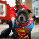 Illustration for article titled The Absolute Cutest Dog Cosplay of All Time